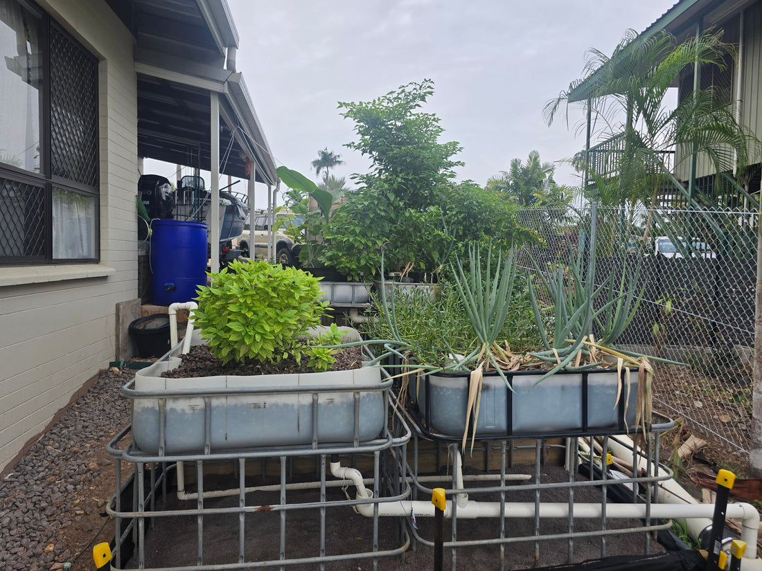 My Backyard Aquaponics System: A Split-Flow System Explained