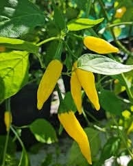 Aji Lemon Chilli
