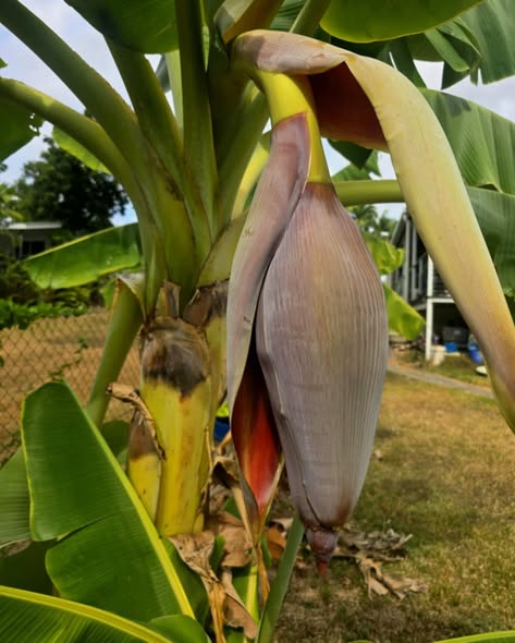 A Banana Dream - October 2025