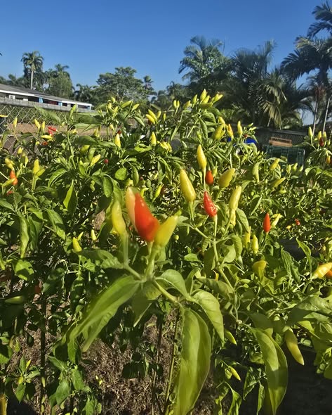 Bird's Eye Chilli