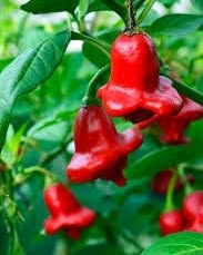 Bishop's Crown Chilli