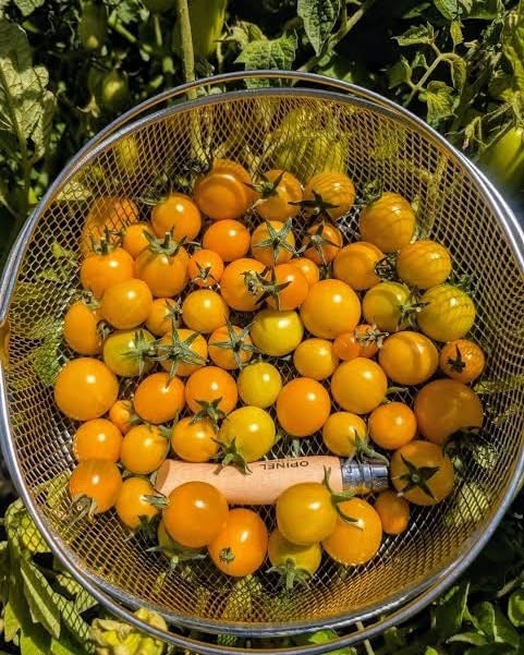 Golden Nugget Tomatoes