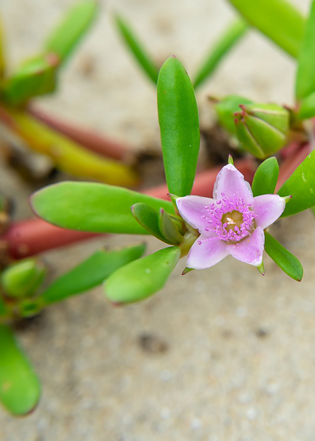 Meet Sea Purslane