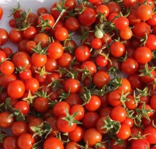 Tommy Toe Tomatoes