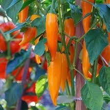 Bulgarian Carrot Chilli