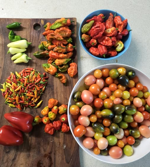 The Joys (and Slight Chaos) of Growing Your Own Food